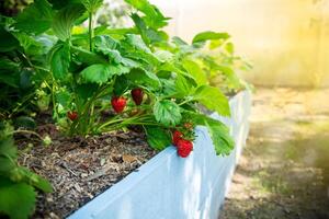 Ripe red strawberries grow on a wooden garden bed photo