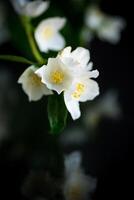 Branch of blooming fragrant white jasmine flowers photo