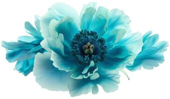 Turquoise flower with clipping path no shadows. Closeup. Nature photo