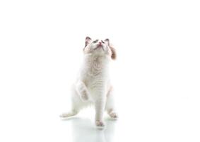 Young beautiful Ragdoll cat on white background photo