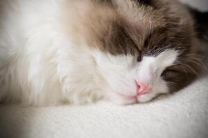 Young beautiful purebred Ragdoll cat at home photo