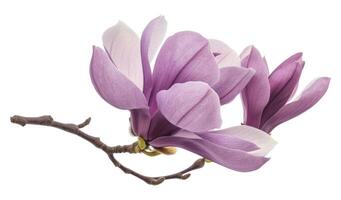 Purple magnolia flower photo