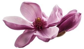 Purple magnolia flower photo