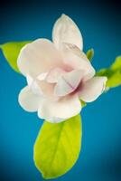 one pink flower on a branch of blooming magnolia close up photo