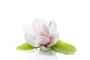 one pink flower on a branch of blooming magnolia close up photo