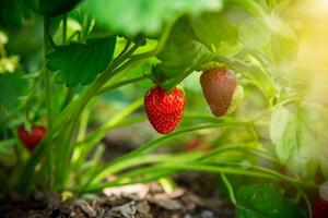 Ripe red strawberries grow on a wooden garden bed photo