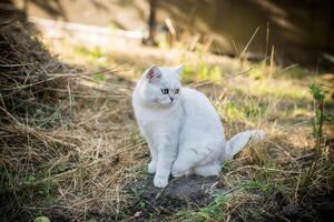 escocés gato chinchilla con Derecho orejas camina en al aire libre foto