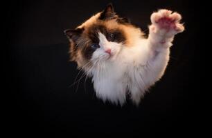 Beautiful young healthy Ragdoll cat on a black background. photo