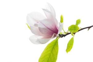 one pink flower on a branch of blooming magnolia close up photo