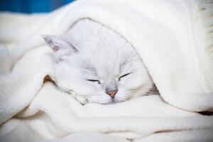 adult cat breed Scottish chinchilla with straight ears, sleeps photo