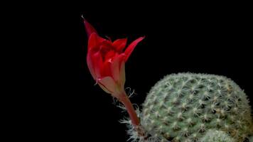 Time lapse video of red cactus flower plant, in the style of black background.