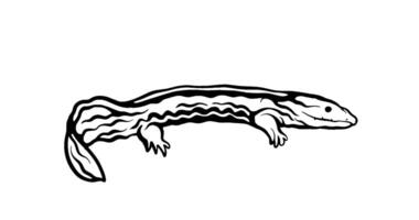 2d Animation motion graphics showing a drawing of a Hellbender on white background. Seamless loop animation. video