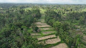 arroz campo arroz terraço bali natureza aéreo cenas 4k video