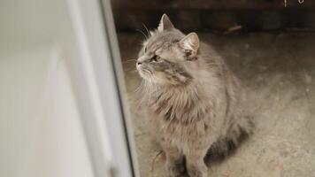 grau flauschige Katze mit Gelb Augen sitzt im Vorderseite von ein öffnen Tür auf ein kalt Beton Fußboden und sieht aus neugierig im anders Richtungen. video