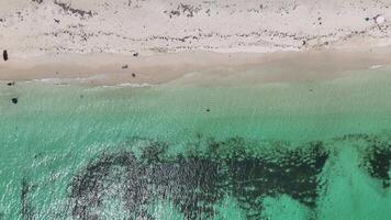 aéreo imágenes picadura rayos snorkel y barco a hamelín bahía Australia 4k video