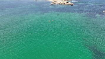 caiaque canoa turquesa mar pinguim ilha perth Austrália aéreo 4k video
