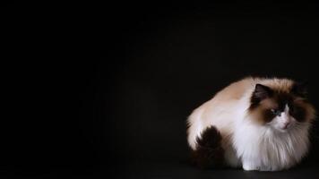 Beautiful young healthy Ragdoll cat isolated on a black background. video