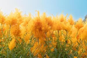 Yellow flower of Celosia Plumosa on the trees. Many sources of flowers that are popularly grown. under blue sky. photo