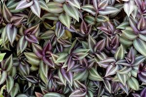 Purple and green leaves of Silver Inch Plant. Above view of nature trees in garden. for background and textured. photo