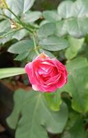 a red rose photo
