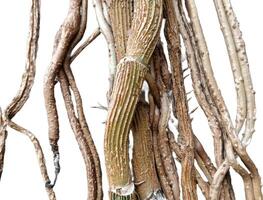 a plant on the wall. vertical flower photo