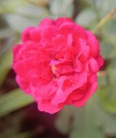 una rosa roja foto