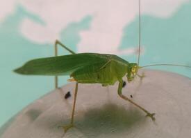 close view of green grasshopper photo