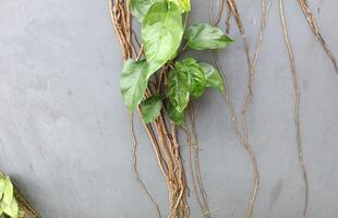 a plant on the wall. vertical flower photo