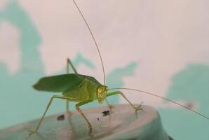 close view of green grasshopper photo