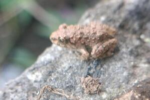 a baby frog on the stone photo
