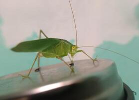 close view of green grasshopper photo