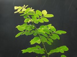 portrait of leaves in the rain photo