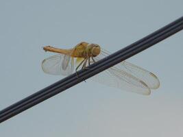 potrait dragonfly in wire city photo