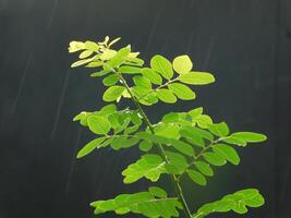 portrait of leaves in the rain photo