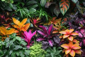 AI generated colorful tropical garden full of bright exotic colored plants photo