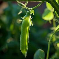 AI generated growing pea pod photo