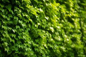 AI generated close up of wall of green climbing plants photo