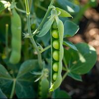 AI generated growing pea pod photo