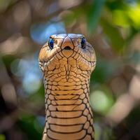 AI generated portrait of a standing rattles cobra looking directly at the camera photo