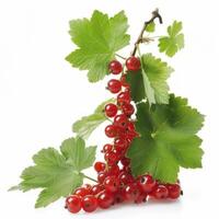 AI generated Beautiful currant bush isolated on white background photo