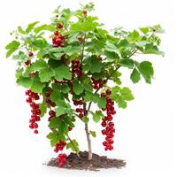 AI generated Beautiful currant bush isolated on white background photo