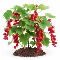 AI generated Beautiful currant bush isolated on white background photo