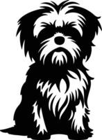 Maltese    black silhouette vector