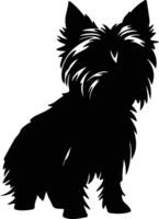 australiano terrier negro silueta vector