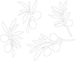 olive  outline silhouette vector