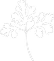 parsley  outline silhouette vector