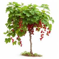 AI generated Beautiful currant bush isolated on white background photo