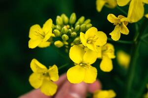 Rapeseed flower in a field at springtime, colza, brassica napus photo