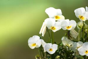 Pansies at springtime on blurred background, cute little flower, viola photo