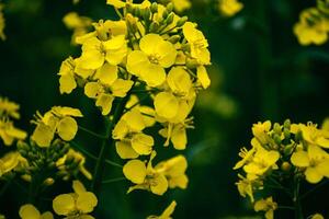 colza flor en un campo a primavera, colza, Brassica napus foto